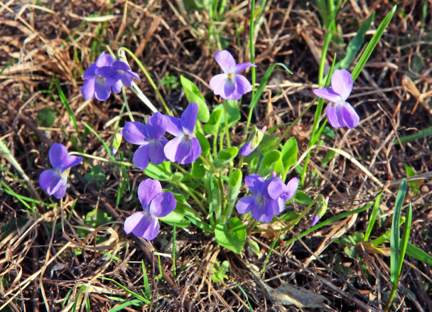 Violets in a meadow - Foto, afbeelding