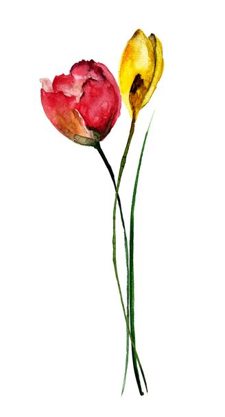 Beautiful flowers, watercolor illustration - Фото, зображення