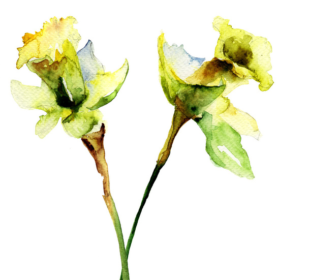 Narcissus flowers, watercolor illustration - Фото, изображение