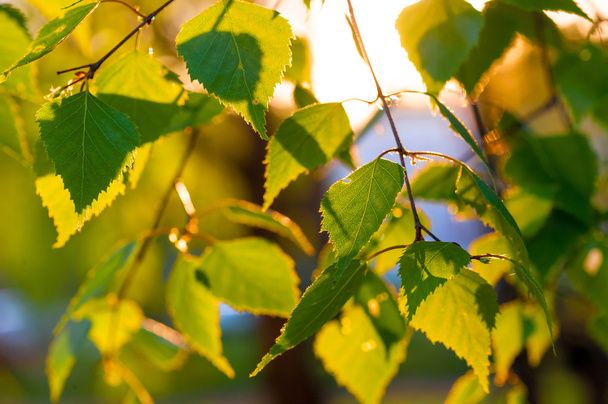 fresh birch leaves in solar beams close-up - Photo, image
