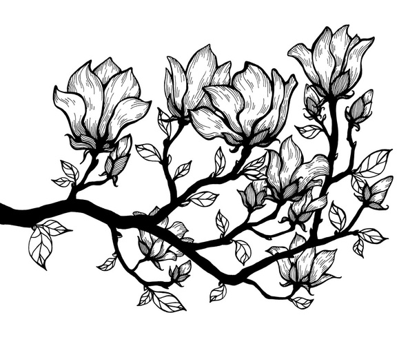 Magnolia branch with flowers - Фото, изображение