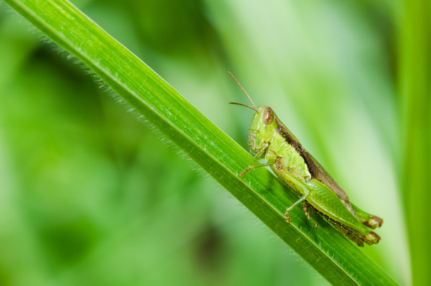 Grasshopper macro in green nature - Photo, Image