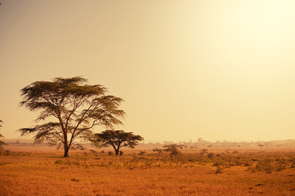 Африканський пейзажі
 - Фото, зображення
