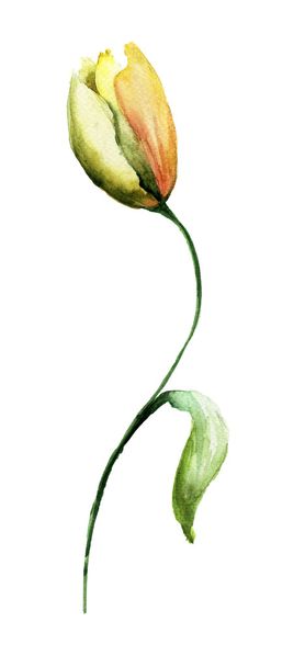 Yellow Tulip flower - Fotó, kép