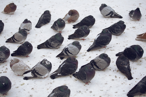 Las palomas se sientan en la nieve
 - Foto, imagen