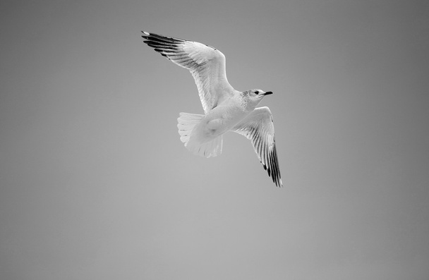 Single seagull in flight on blue sky - Photo, Image