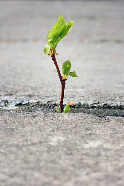 Tree growing through crack in pavement - Photo, Image