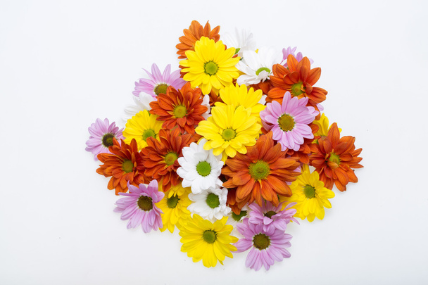 Закрыть цветки хризантемы
 - Фото, изображение