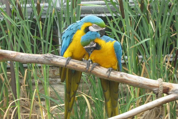 Guacamayos azules y amarillos en un aviario
 - Foto, Imagen