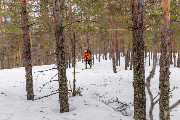 Nuori mies takamailla hiihtäjä siirtymässä ylös luminen metsä mänty
. - Valokuva, kuva