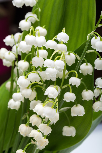 Lily of the Valley (Convallaria Majalis) isolated on white - Photo, Image