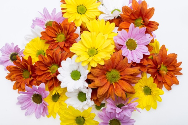 Close up of the colorful chrysanthemum flowers - Photo, Image