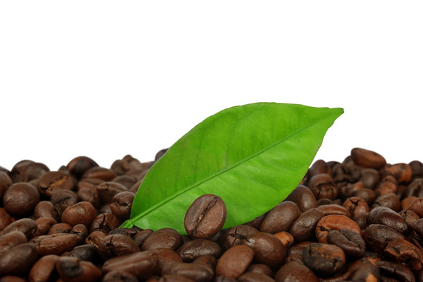Coffee grains and leaf - Photo, Image