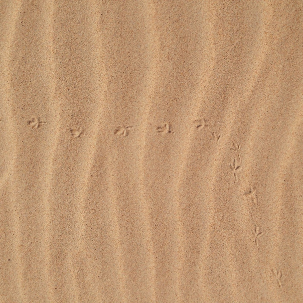 Rif zand achtergrond met vogel stappen - Foto, afbeelding