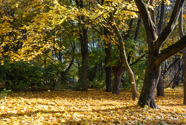 Autumn maple tree forest. - Fotoğraf, Görsel