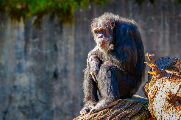 Старий шимпанзе відпочиває
 - Фото, зображення