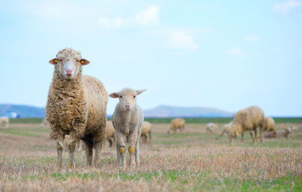 sheep and lamb in springtime - Photo, Image