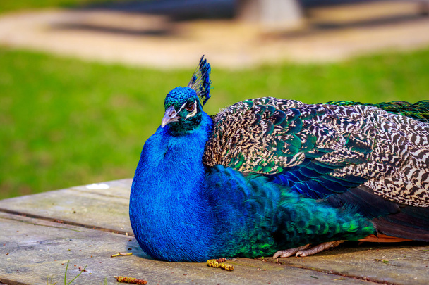 Peacock Perching sobre madera
 - Foto, Imagen