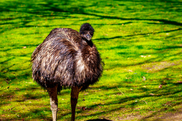 Emu на лугу - Фото, изображение