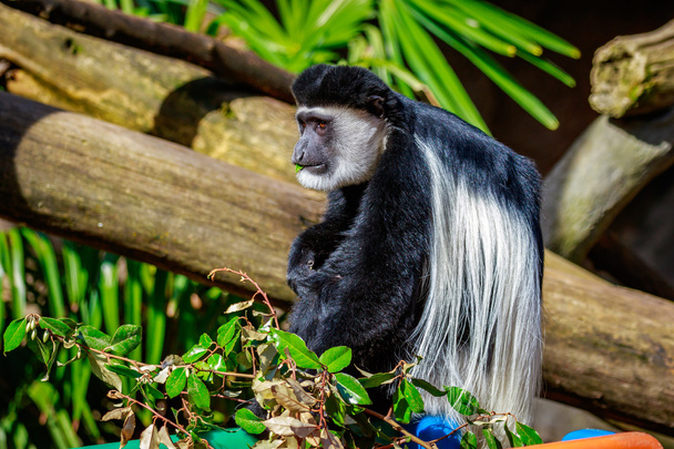 Mono colobo blanco y negro
 - Foto, imagen