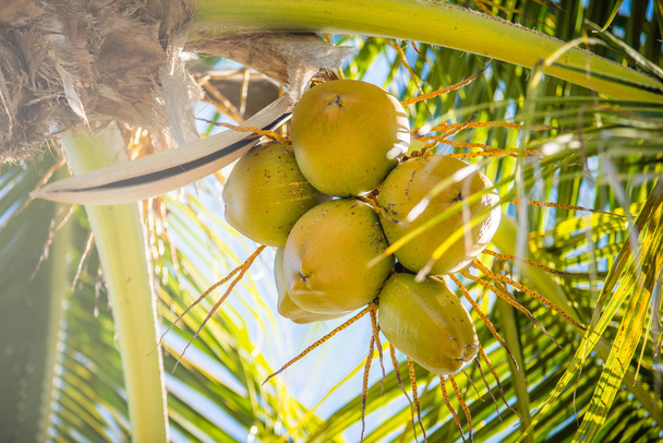 сладкие кокосовые пальмы с голубым небом в ключевой западной Флориде
 - Фото, изображение