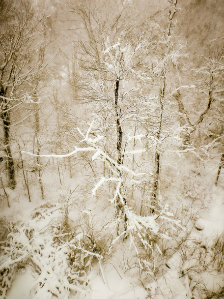 abstraktní výjevy v lyžařském středisku během sněhové bouře - Fotografie, Obrázek