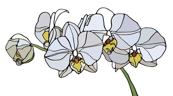 Orkidea lasimaalaus
 - Vektori, kuva