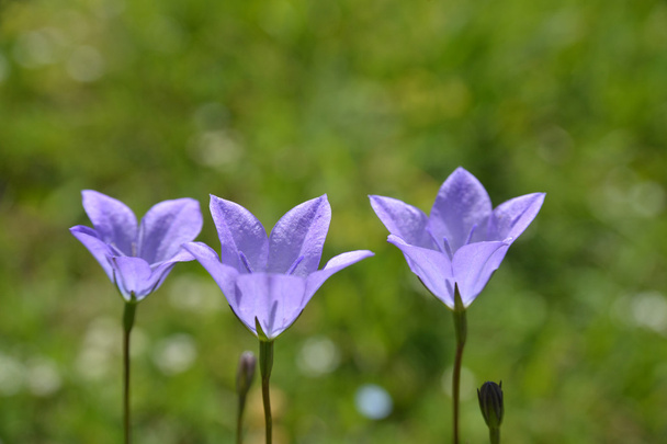 bellflowers-természetes zöld háttér - Fotó, kép