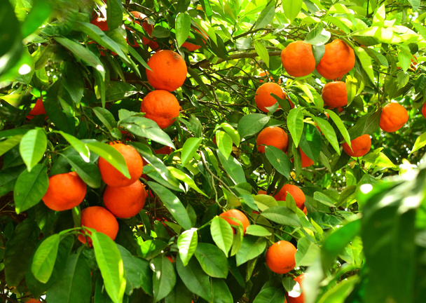 Anpflanzung saftiger Orangen. - Foto, Bild