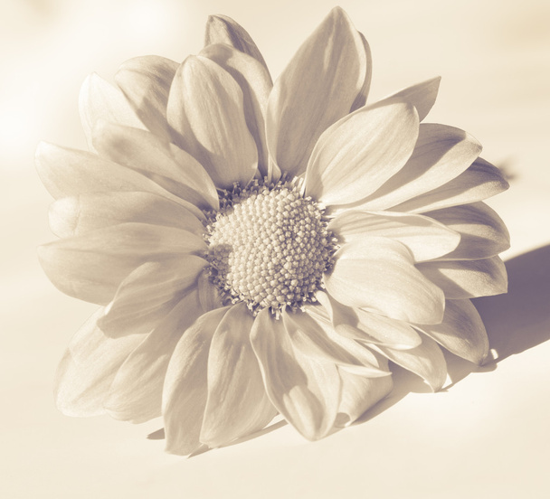 Beyaz papatya çiçeği. - Fotoğraf, Görsel