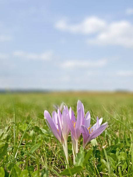 Meadow saffron, medicinal plant - Photo, Image