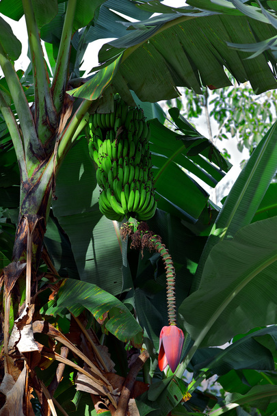 Karaiby kilka zielonych bananów - Zdjęcie, obraz