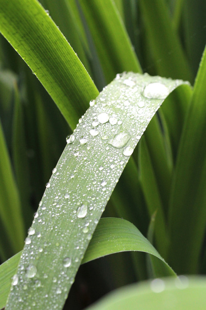 Влажный цветок
 - Фото, изображение