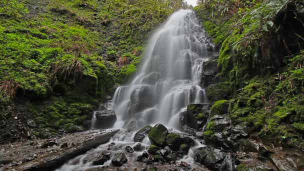 Película de alta definición de larga exposición velo suave agua de cola de caballo que fluye de Fairy Falls con musgo verde y helechos a lo largo de Columbia Gorge en Portland Oregon 1920x1080
 - Metraje, vídeo