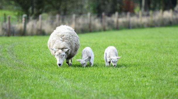 Les mamans et les nouveaux agneaux
 - Photo, image