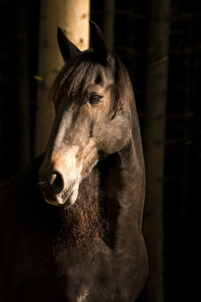 At karanlık ormanın içinde - Fotoğraf, Görsel