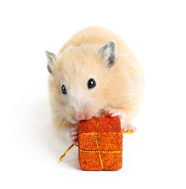 küçük bir hamster ile üzerine beyaz izole hediye - Fotoğraf, Görsel