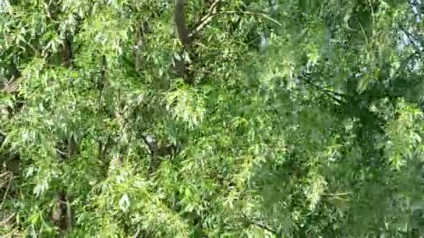 Świeże zielone soczyste wierzby liści dmuchane przez wiatr wiosną - Materiał filmowy, wideo