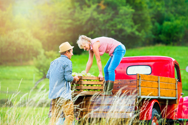 Senior couple harvesting apples - Φωτογραφία, εικόνα