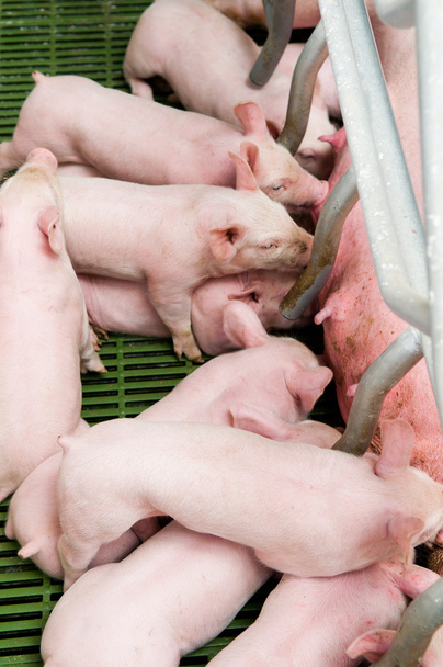 Свинья кормит свиней
 - Фото, изображение