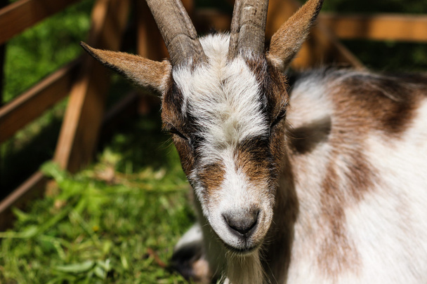 Cute goat - Fotografie, Obrázek