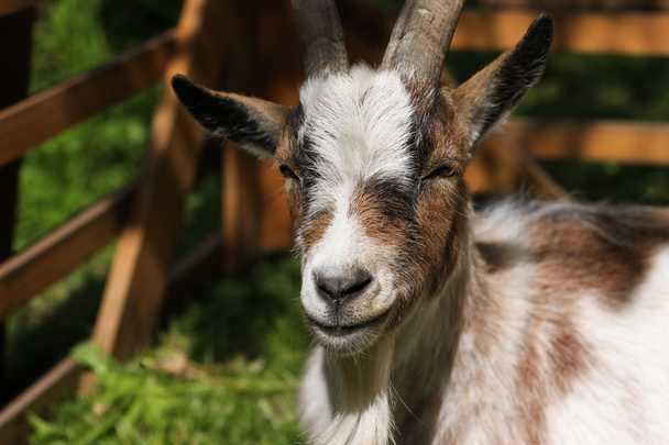 Cute goat - Fotografie, Obrázek