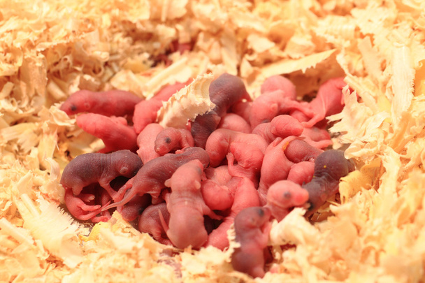 μικρά νεογέννητα ποντίκια - Φωτογραφία, εικόνα