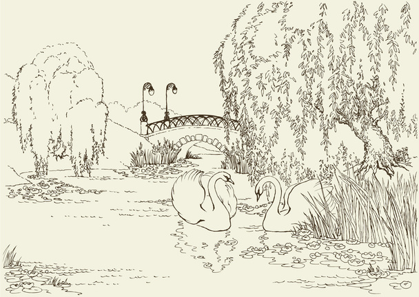 Dois cisnes no lago do parque
 - Vetor, Imagem