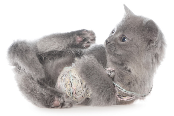 Small kitten playing with a ball of yarn - Photo, Image