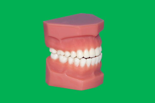 model teeth, greenscreen/ chroma key - Photo, Image