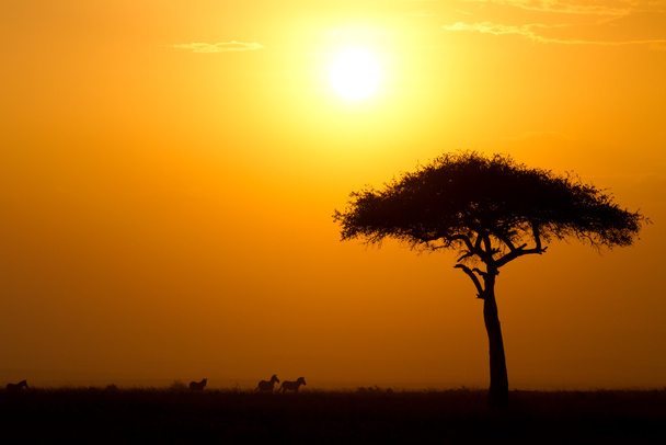 soumrak v masai maria národní rezervy - Fotografie, Obrázek