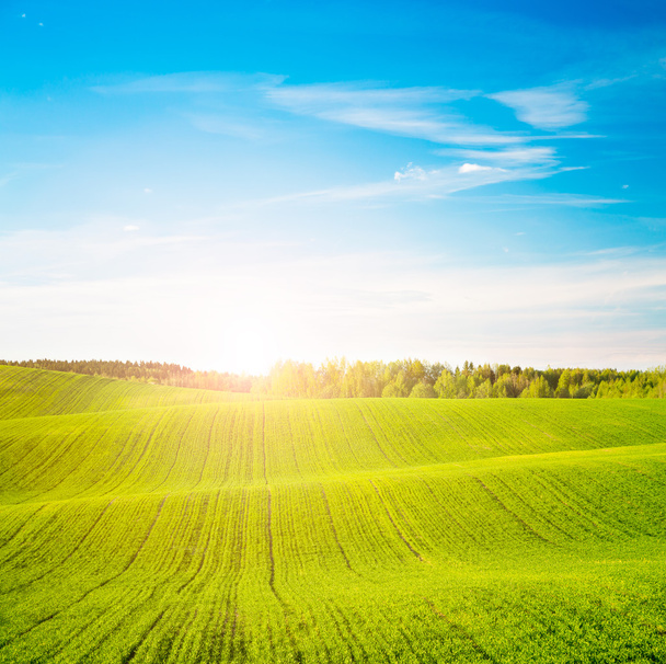 Spring Landscape with Green Field and at Sunset - Photo, Image