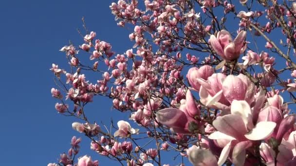 Heldere en kleurrijke bloeiende Magnolia bomen in de openbare tuinen van Krasnodar. - Video
