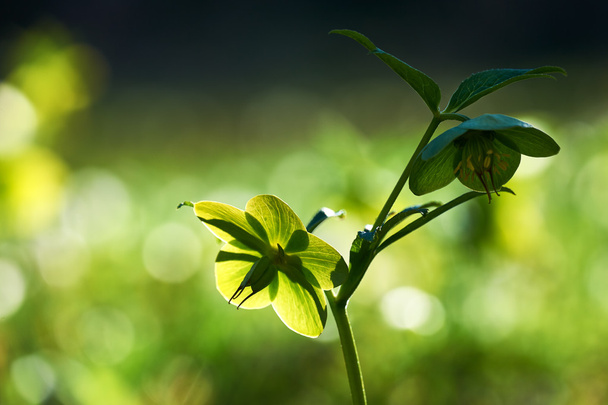 Hellebore vert, Helleborus viridis
 - Photo, image